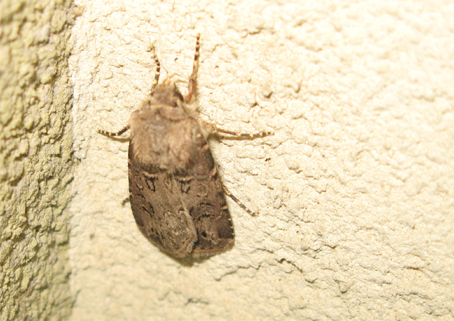 Lepidotteri del Parco dei Gessi Bolognesi